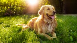 Der Golden Retriever im Rasseportrait