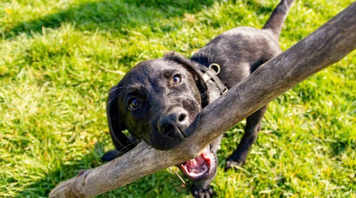 Der Labrador Retriever im Rasseportrait