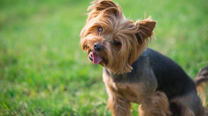 Der Yorkshire Terrier im Rasseportrait