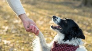 Die beliebtesten Tricks für Hunde
