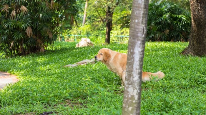 Durchfall beim Hund