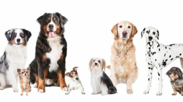 Hunderassen: Die Vielfalt unserer Vierbeiner | Irish Pure Hundeblog
