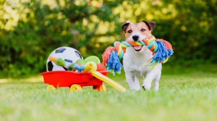 Wie man die besten Spielzeuge für seinen Hund auswählt