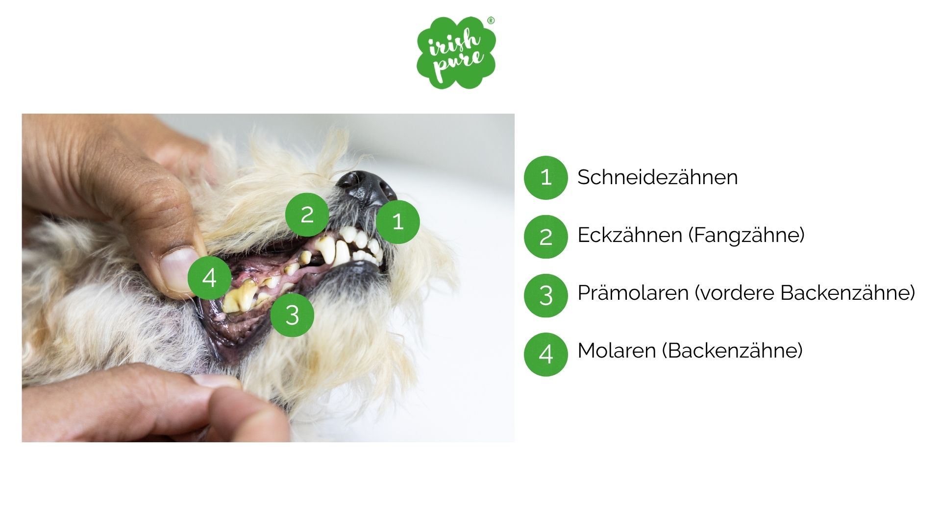 Nahaufnahme eines Hundegebisses mit Beschriftung der Schneidezähne, Eckzähne, Prämolaren und Molaren – Zahntypen eines ausgewachsenen Hundes im Überblick.