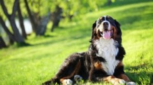 Der Berner Sennenhund