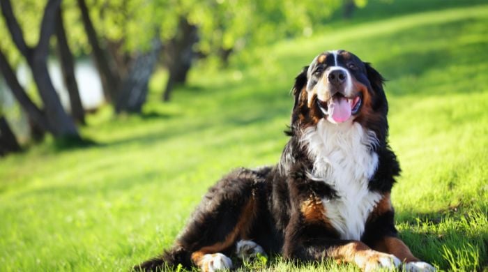 Der Berner Sennenhund