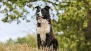 Der Border Collie