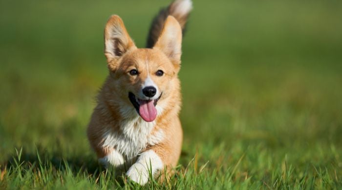 Der Corgi im Rasseportrait