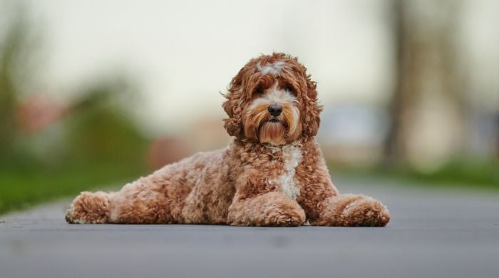 Der Labradoodle im Rasseportrait