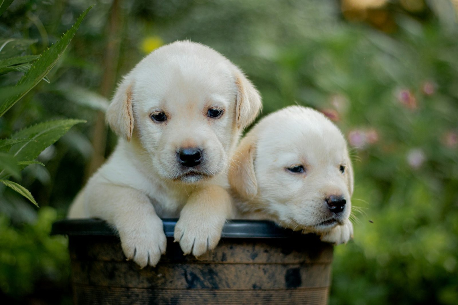 Labrador Welpen in einem Blumentopf, neugierig und verspielt in natürlicher Gartenumgebung.