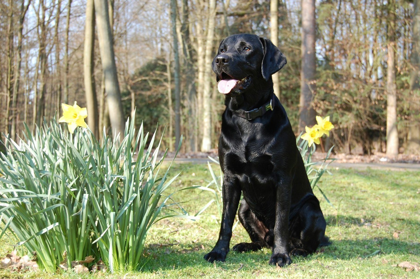 Labrador mit glänzendem schwarzen Fell sitzt auf einer Wiese zwischen Narzissen vor einem sonnigen Waldhintergrund.