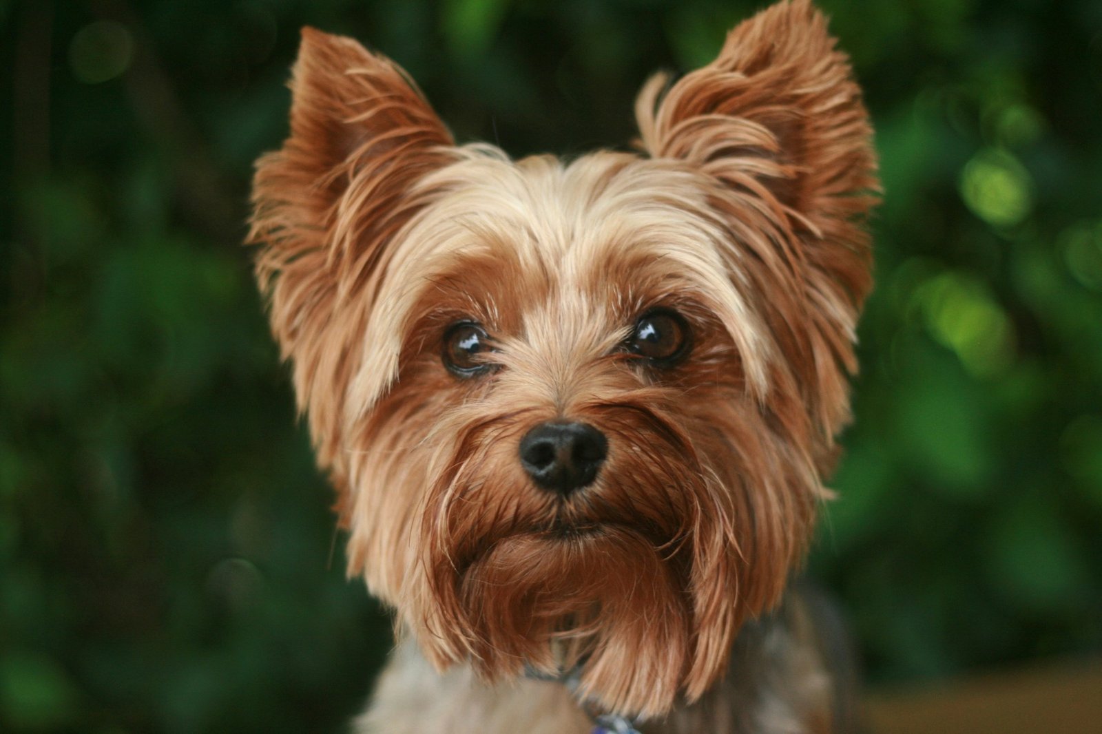 Yorkshire Terrier mit glänzendem, seidigem Fell und aufmerksamen Augen vor unscharfem grünem Hintergrund.