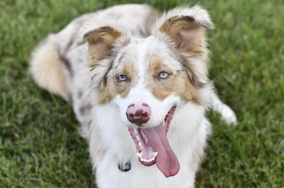 Australian Shepherd mit heller Merle-Zeichnung liegt im Gras und hechelt mit heraushängender Zunge, Blick direkt zur Kamera.