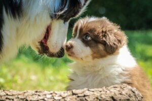 Australian Shepherd Welpe blickt liebevoll zu einem erwachsenen Australian Shepherd auf, beide Hunde stehen sich in einer grünen Wiese gegenüber.