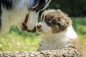 Australian Shepherd Welpe blickt liebevoll zu einem erwachsenen Australian Shepherd auf, beide Hunde stehen sich in einer grünen Wiese gegenüber.