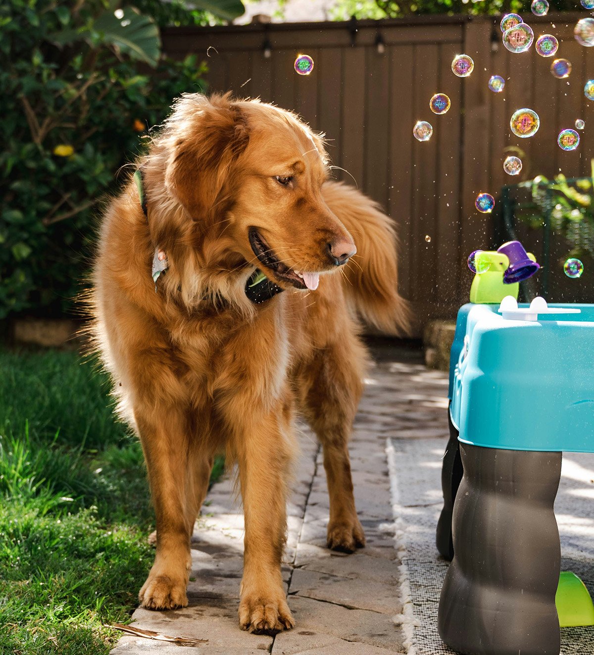 Familienhund spielt im Garten mit Seifenblasen neben einem türkisfarbenen Spieltisch.