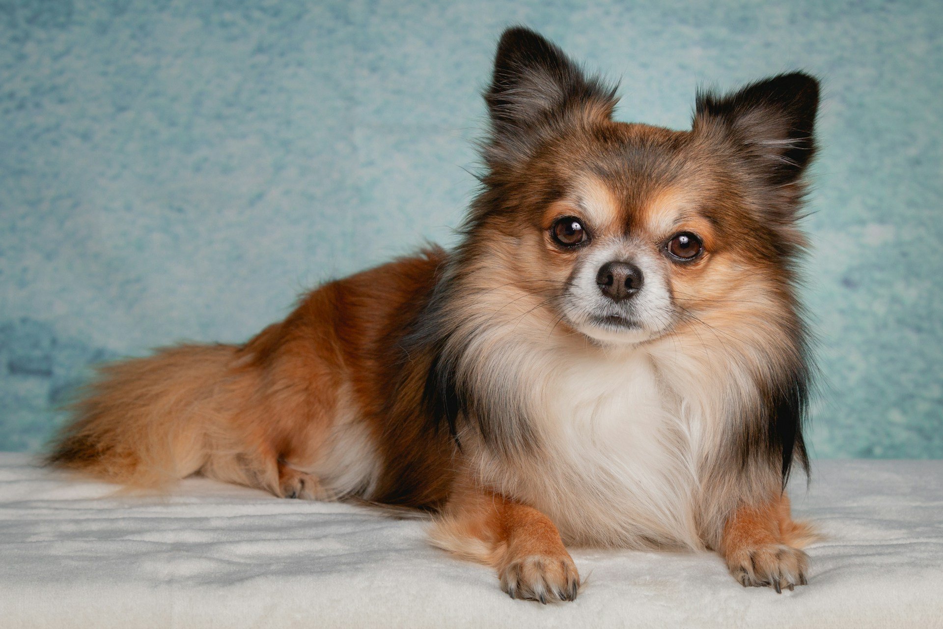 Kleinster Hund der Welt mit langem, seidigem Fell: Chihuahua liegt aufmerksam auf weißer Decke vor blauem Hintergrund.