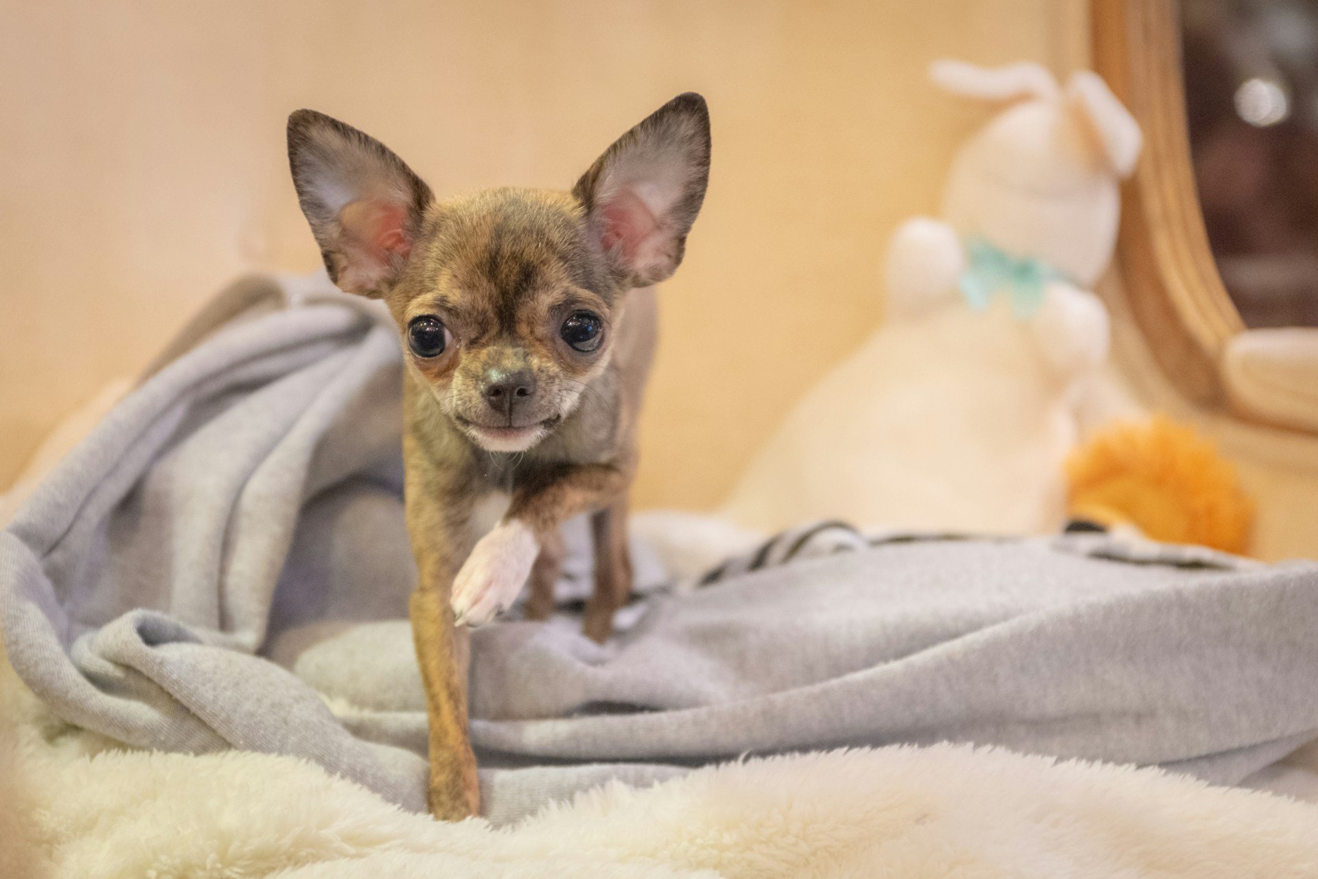 Kleinster Hund der Welt als Chihuahua-Welpe – steht wachsam auf Decke mit Plüschtier im Hintergrund.