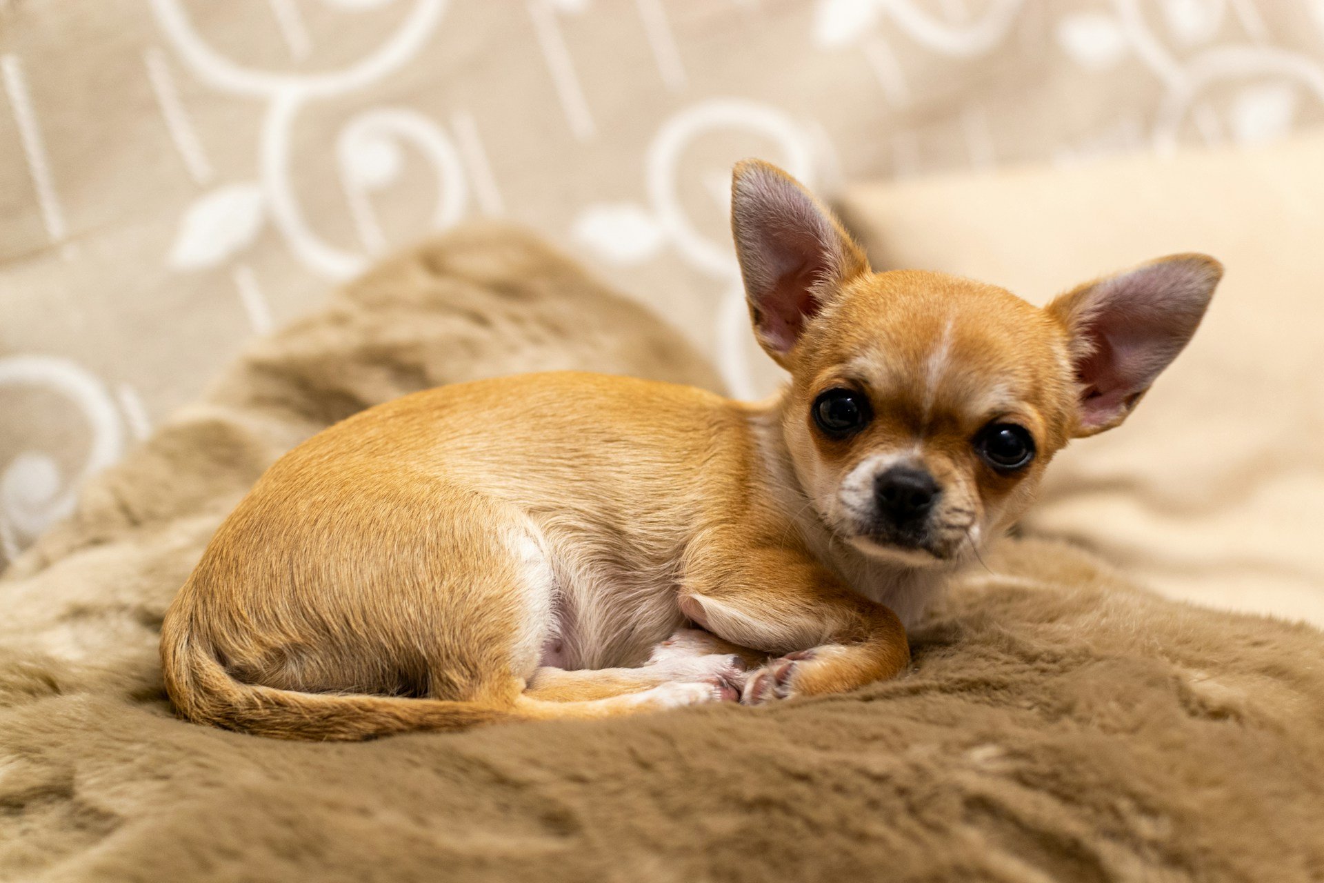 Kleinster Hund der Welt – Chihuahua mit karamellfarbenem Kurzhaarfell liegt zusammengerollt auf einer Kuscheldecke.