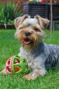 Kleiner Yorkshire Terrier liegt auf einer grünen Wiese und spielt mit einem rot-grünen Spielball aus Gummi.
