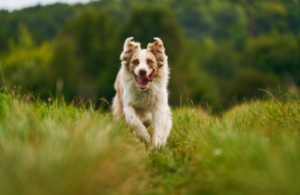 Knochen- und Gelenkgesundheit beim Hund