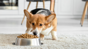 Nachteile von Getreide im Hundefutter