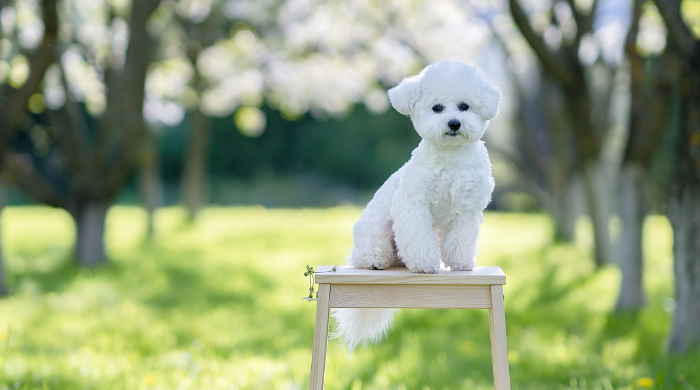 Bichon Frisé 4 von 5 kleine Hunderassen, die nicht haaren