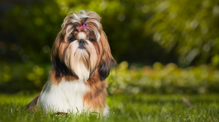 Shih Tzu, kleine Hunderasse, die nicht haart