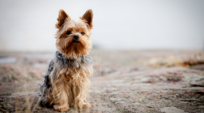 Yorkshire Terrier, kleine Hunderasse, die nicht haart