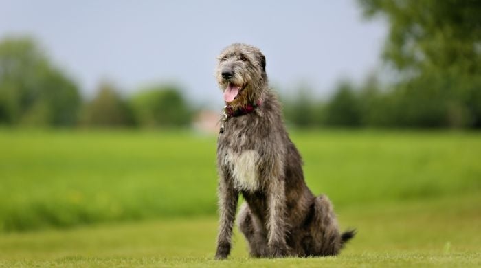 Irischer Wolfshund 2 von 10 größten Hunderassen der Welt