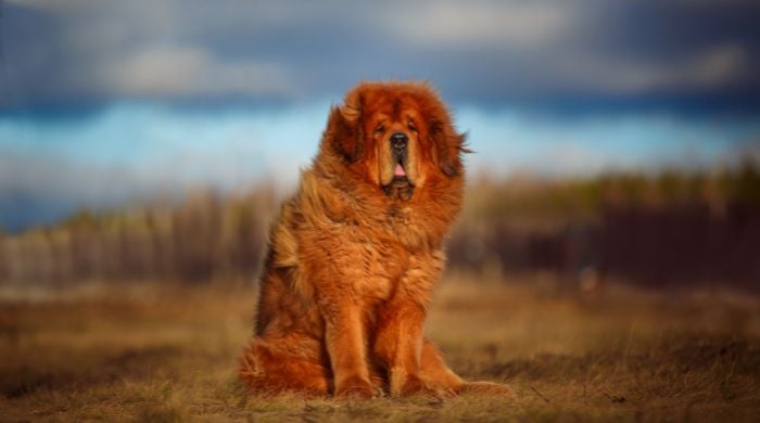 Tibetischer Mastiff einer der größten Hunderassen der Welt