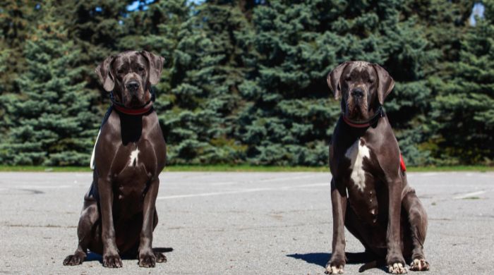 Deutsche Dogge eine der größten Hunderassen der Welt