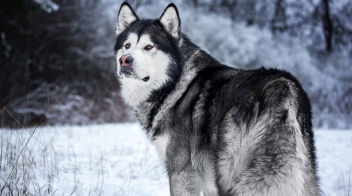 Alaskan Malamute