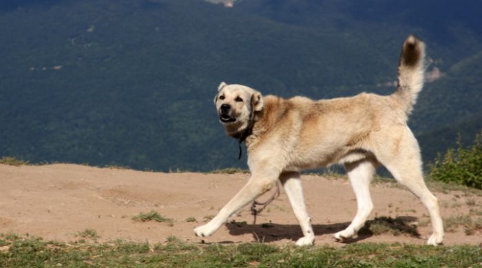 Anatolischer Hirtenhund