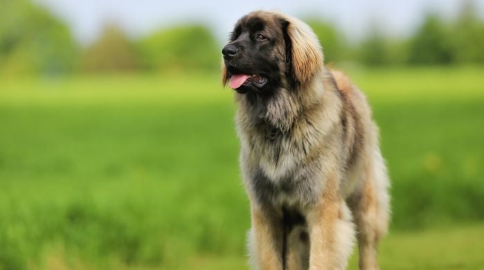 Leonberger