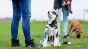 Alles über die Kosten für eine Hundeschule