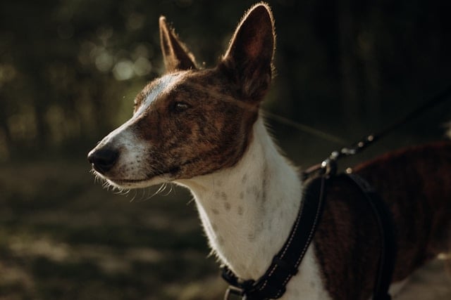 Basenji mit kurzem, gestromtem Fell und aufgerichteten Ohren steht mit Brustgeschirr im Gegenlicht – sauberer, geruchsarmer Hund für Allergiker.