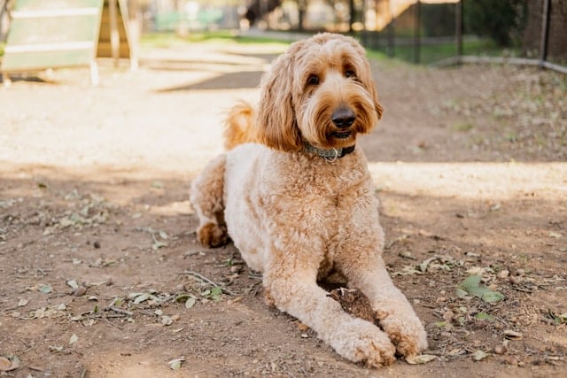 Goldendoodle mit lockigem, apricotfarbenem Fell liegt entspannt auf einem Sandboden im Freien – freundlicher, allergikerfreundlicher Familienhund.
