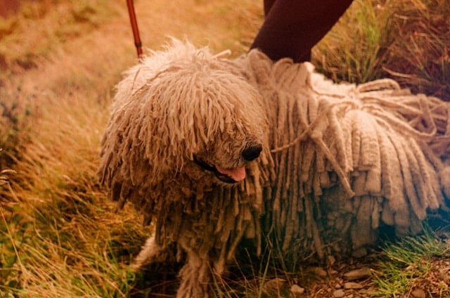 Komondor mit typischen zotteligen Schnüren im dichten Fell steht an der Leine auf einem Naturpfad – imposanter, allergikergeeigneter Hirtenhund.