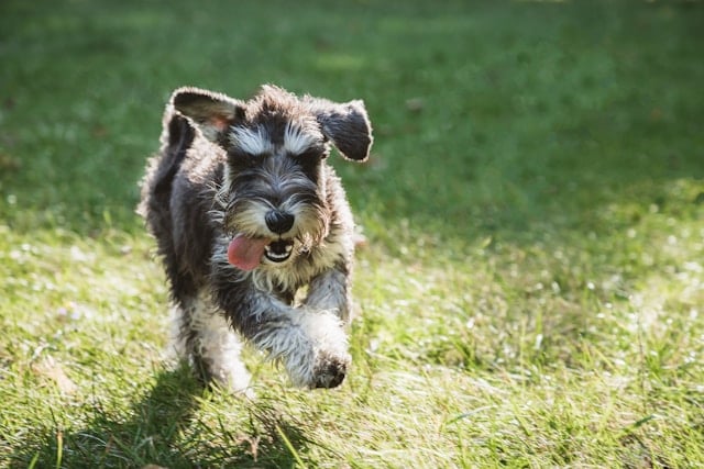 Lebhafter Schnauzer mit drahtigem, schwarz-grauem Fell läuft mit heraushängender Zunge über eine sonnige Wiese – allergikerfreundlicher Familienhund.