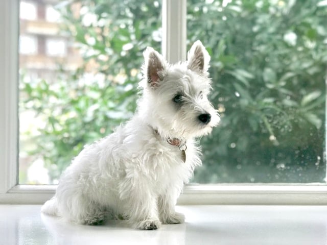 West Highland White Terrier mit dichtem, weißem Fell sitzt aufmerksam auf einer Fensterbank – kompakter Allergikerhund mit lebhaftem Charakter.