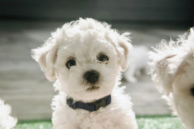 Junger Bichon Frisé mit weißem, lockigem Fell und dunklen Knopfaugen sitzt in hellem Licht – beliebter Hund für Allergiker.