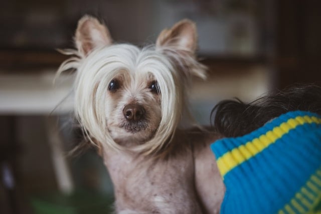 Chinesischer Schopfhund mit typischer Haarverteilung und seidigem Haarschopf blickt zur Seite – nahezu haarloser Hund für Allergiker.