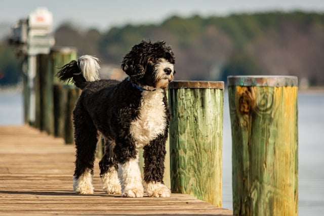 Portugiesischer Wasserhund mit lockigem schwarz-weißem Fell steht aufmerksam auf einem Bootssteg vor Wasser und Wald – sportlicher Allergikerhund mit robustem Charakter.