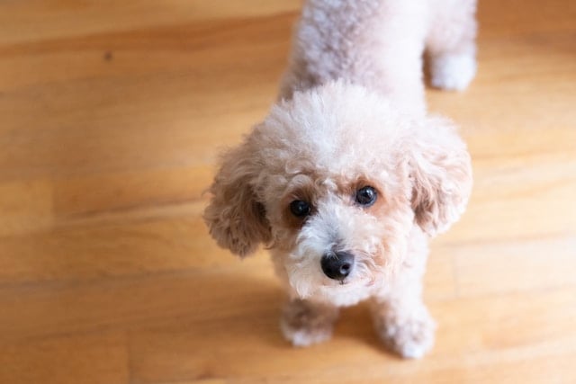 Kleiner Toy Pudel mit lockigem, hellbraunem Fell steht auf einem Holzboden und blickt aufmerksam nach oben – idealer Hund für Allergiker.