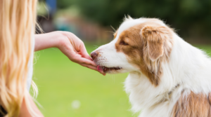 Nahrungsergänzungsmittel für Hunde