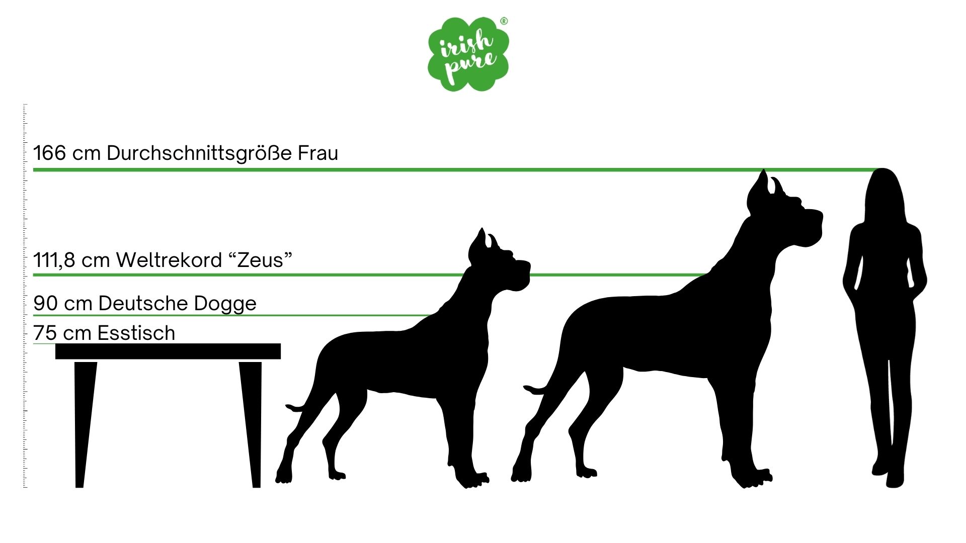 Größenvergleich großer Hunderassen mit Mensch, Deutscher Dogge, Weltrekordhund und Esstisch