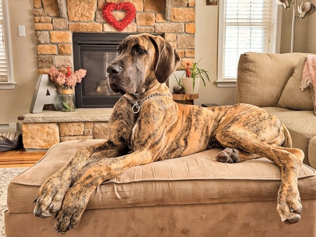 Deutsche Dogge liegt entspannt auf einer beigen Couch vor einem Kamin – eindrucksvolles Beispiel für große Hunderassen.