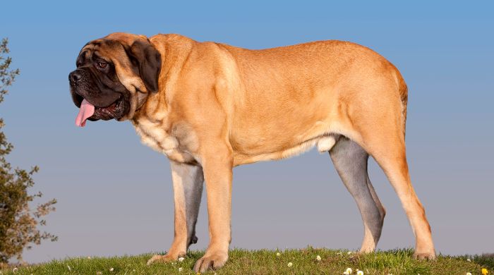 Fawnfarbener Englischer Mastiff mit schwarzer Maske steht auf einer grünen Wiese vor blauem Himmel – imposanter Vertreter großer Hunderassen.