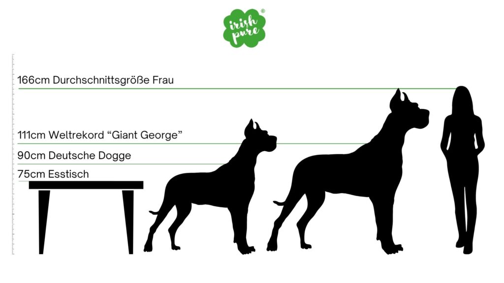 Größenvergleich zwischen Esstisch, Deutscher Dogge, Weltrekord-Hund „Giant George“ und einer durchschnittlich großen Frau